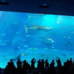 出会い、別れ、そして・・・ニライカナイへ