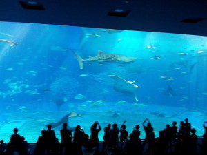 出会い、別れ、そして・・・ニライカナイへ