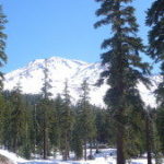 リンギング・シダー ～Ringing Cedar～