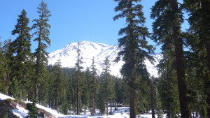 リンギング・シダー ～Ringing Cedar～