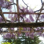 ＮＨＫマイルカップ所感