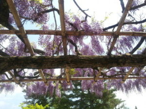 ＮＨＫマイルカップ所感