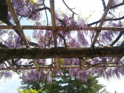 奈良公園で見頃となっている藤棚