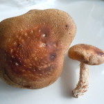 かかってこい！