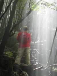 屋久島木漏れ日２