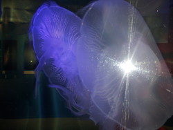 串本海中公園 串本海中公園