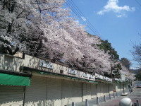 桜が満開