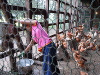 午前中は鶏の世話