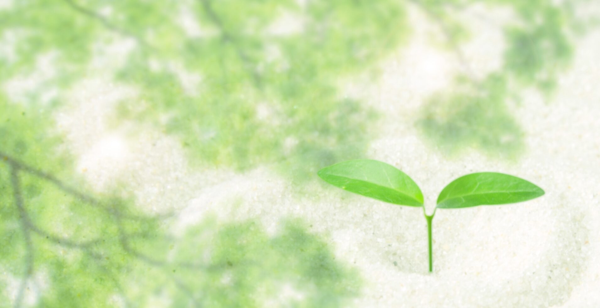 奈良市で本物の自然歯科を──お口の健康があなたの未来を変える